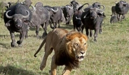 Đụng đến nghé con, bầy sư tử lao cả xuống nước để thoát khỏi cơn thịnh nộ của trâu mẹ