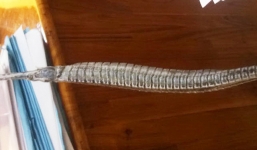 Cà Mau xác định được thương lái 'bí ẩn' săn lùng cá lìm kìm gai