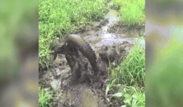 Điều xảy ra khi cá sấu nhỏ dám tấn công đồng loại to lớn