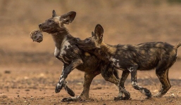 Châu Phi có một loài chó đẹp như tranh vẽ và săn còn giỏi hơn cả sư tử