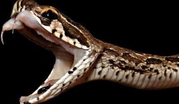 Hãi hùng loài rắn cực độc, biến người lớn thành trẻ con với một nhát cắn