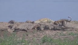 Thót tim xem báo đốm liều lĩnh cướp thức ăn giữa bầy cá sấu