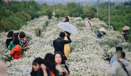 Vườn cúc hoạ mi ở Hà Nội 'thất thủ' cuối tuần: 1 mét vuông có chục nhiếp ảnh gia và mẫu