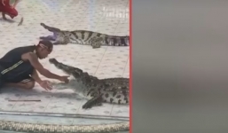 Thò tay vào họng cá sấu, người đàn ông nhận cái kết đắng