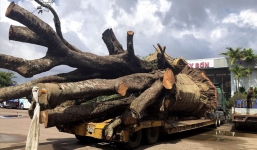 Hé lộ chủ nhân cây 'quái thú' vừa bị CSGT Bình Định tạm giữ