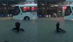 Sự thật bất ngờ hình ảnh 'rắn hổ mang' xuất hiện trên đường phố Nha Trang khiến nhiều người kinh hãi