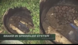 Người đàn ông run rẩy phát hiện rắn cực độc trong vườn