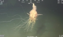 Clip: Phát hiện sinh vật kỳ dị chưa từng thấy dưới đáy đại dương