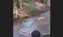 Thót tim xem người đàn ông tay không bắt rắn hổ mang cực độc