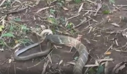 Video: Thót tim xem 2 loài rắn hổ mang cực độc huyết chiến