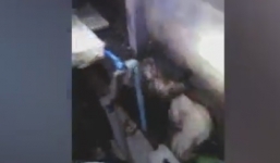 Trăn khủng dài 4 mét lẻn vào nhà, siết chết chó trong đêm