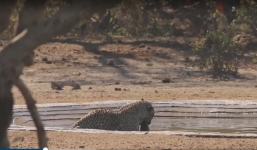 Thấy sư tử, báo hoa mai cuống cuồng bỏ chạy sau khi săn được linh dương