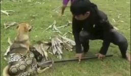 Chó coi rắn là bạn vui vẻ chơi cùng, ai ngờ bị 'trói' cứng thê thảm