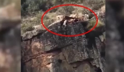 Khoảnh khắc đáng sợ khi hàng chục con chó rơi xuống vách núi trong lúc đuổi theo con nai