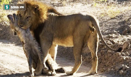 Đi lạc vào lãnh địa của địch, sư tử đơn độc bị 20 con linh cẩu thi nhau cắn xé