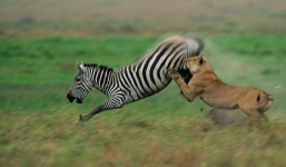 Sư tử săn ngựa vằn và cái kết đáng thất vọng cho chúa tể rừng xanh