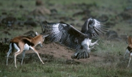 Bảo vệ xác con, linh dương mẹ huyết chiến với chim ăn thịt lớn nhất châu Phi