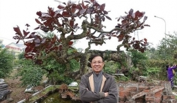 Chiêm ngưỡng cây bàng lá đỏ 'bão táp mưa sa' của cựu Trung tướng Phan Văn Vĩnh
