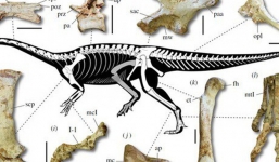 Brazil phát hiện hóa thạch khủng long cổ dài lâu đời nhất thế giới