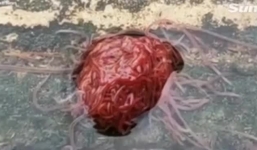 Sinh vật quái dị trông như não người khiến dân Mỹ khiếp sợ