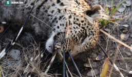 Khó tin: Báo hoa mai chết thảm sau trận chiến dữ dội với chính con mồi của mình