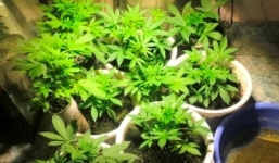 Thanh niên 'đầu tư' cả dàn đèn led để trồng cần sa trong quán karaoke