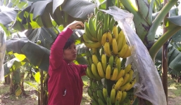 Hà Nội: Chủ vườn chuối tiêu 2000 cây phẫn uất vì bị kẻ gian phun thuốc ép chín