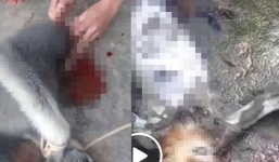 Nhóm thanh niên phát trực tiếp cảnh giết khỉ lấy óc ăn sống gây phẫn nộ cộng đồng mạng