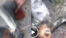 Vụ giết khỉ rồi phát trực tiếp lên facebook: Triệu tập 5 đối tượng 