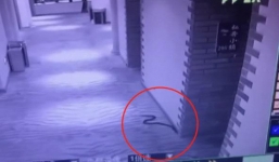 Dùng rắn độc đe dọa cưỡng hiếp một cô gái, 'yêu râu xanh' phải trả giá bằng tính mạng do chính hành động của mình