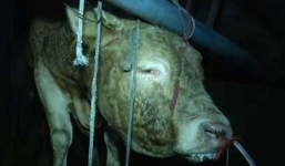 Kinh hãi clip bò bị gian thương bơm nước vào mũi suốt 12 tiếng để tăng trọng lượng