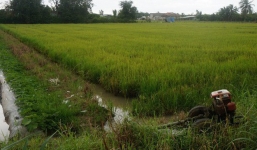 Tá hỏa phát hiện hai vợ chồng tử vong ở ruộng lúa