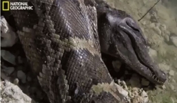 Vừa ăn thịt cá sấu xong, trăn mốc bất ngờ lăn ra chết: Nguyên nhân không ai ngờ tới