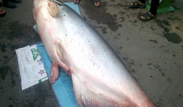 Bắt được 'thủy quái' cá tra dầu nặng 240 kg, Việt kiều hỏi mua ngay