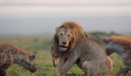 Video: Cuộc chiến không phân thắng bại giữa sư tử đực và cả đàn linh cẩu