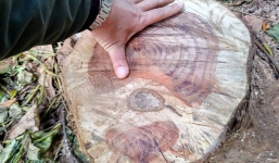 2 cây sưa đỏ tại Bảo tàng Dân tộc học Việt Nam bị cưa trộm trong đêm