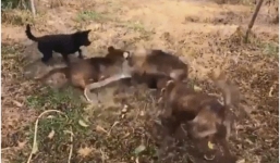 Đang treo mình trên cây, rắn độc bị đàn chó kéo xuống, hứng chịu màn 'tứ mã phanh thây'