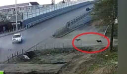 Cảnh tượng kỳ lạ ở ngã ba tử thần: Hai chú chó cứ tai nạn là chạy ra xem