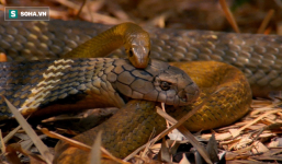 Ngư dân tá hỏa phát hiện rắn khủng nằm gọn trong lưới đánh cá