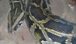 Mãng xà kích thước lớn nhất Việt Nam: Dài đến 8m, nặng hơn 100kg