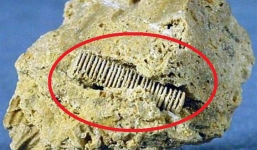 Phát hiện hóa thạch kỳ lạ 300 triệu năm tuổi: Vì sao nhà khảo cổ lại thất vọng?