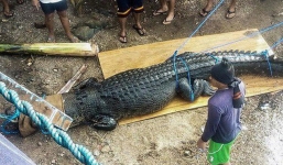 Bắt cá sấu nặng nửa tấn nghi ăn thịt người