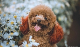 Chú chó bất ngờ tỏa sáng trên MXH khi chụp cùng cúc họa mi, ăn đứt mẫu ảnh xinh đẹp