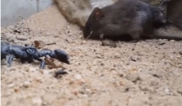 Đấu trường sinh tử giữa bọ cạp và chuột: Kẻ phải chết lại có nhiều danh tiếng hơn