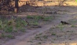 Huyết chiến kinh hoàng giữa rắn mamba cực độc gặp thiên địch cầy mangut