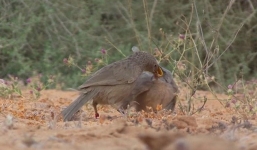 Video: Cận cảnh loài động vật 'điên tình' nhất thế giới, bay hàng nghìn cây số tìm bạn tình