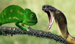 Video: Tắc kè hoa quyết đấu đến hơi thở cuối cùng với rắn Mamba kịch độc