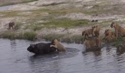 Video: Trâu rừng bất ngờ thoát được nanh vuốt của bầy sư tử