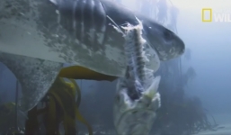 Cuộc chiến kinh hoàng: Cá mập bất ngờ bị cá voi sát thủ xé xác