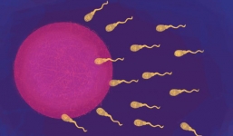 Vụ việc tại Trung Quốc còn chưa lắng xuống, đã có nhà khoa học Harvard tuyên bố sẽ chỉnh sửa gen tinh trùng người tại Mỹ